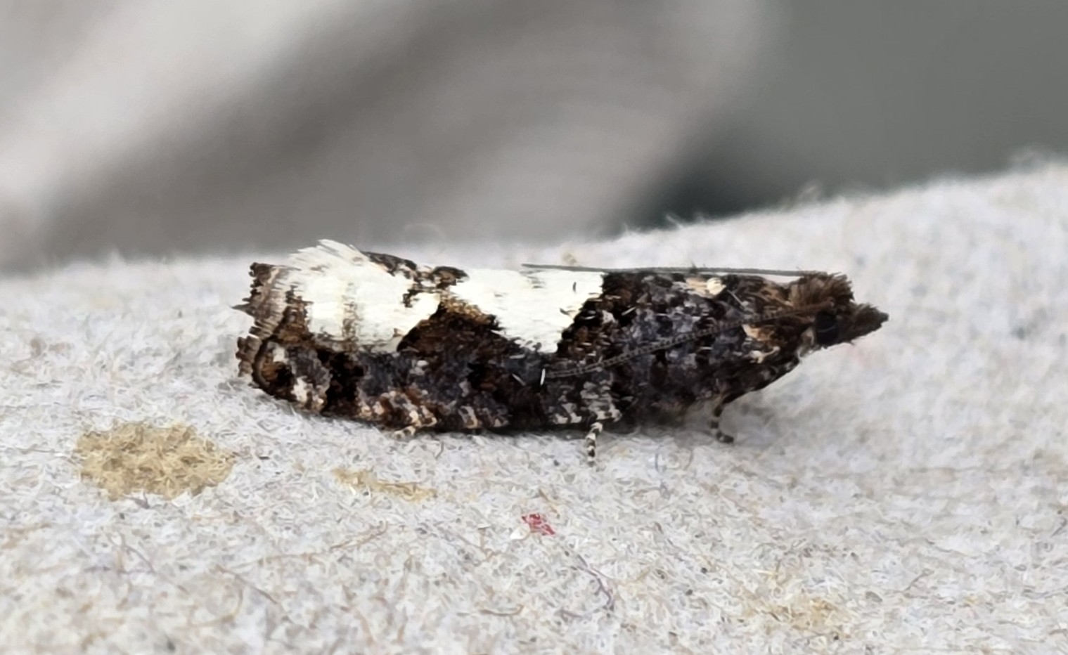 Photo of White-blotch Bell (Epinotia trigonella)